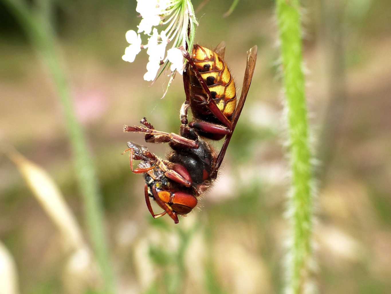 Vespa crabro preda Stenopterus rufus e ne fa una polpetta.